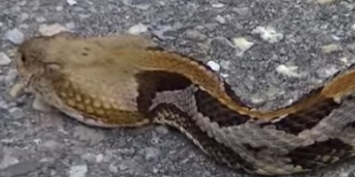 Cleveland snake